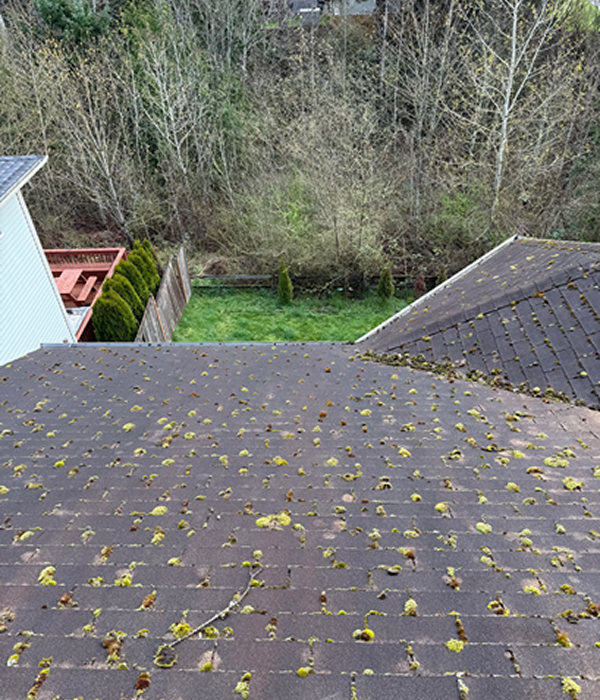 Before: Bellevue WA asphalt shingle roof covered in moss growth and organic debris