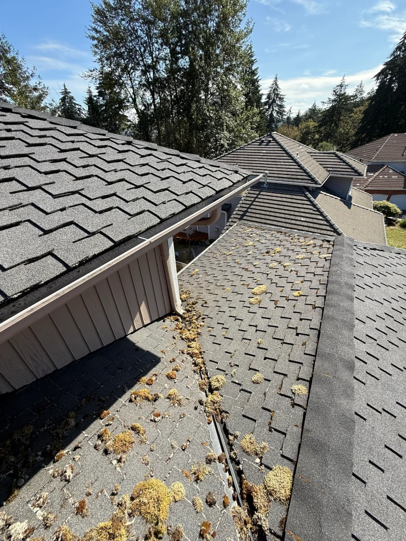 A moss-covered roof on an Auburn home before the 2-step treatment
