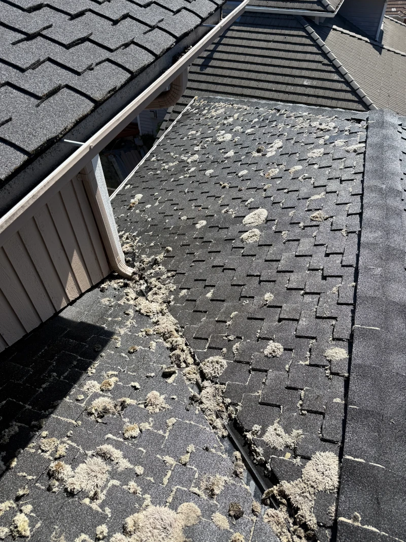 A roof on a Tacoma home with moss drying and turning white after treatment