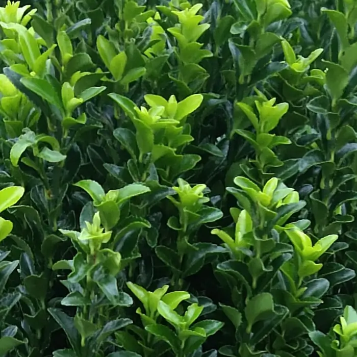 Wintergroene vaste planten in plantenbakken
