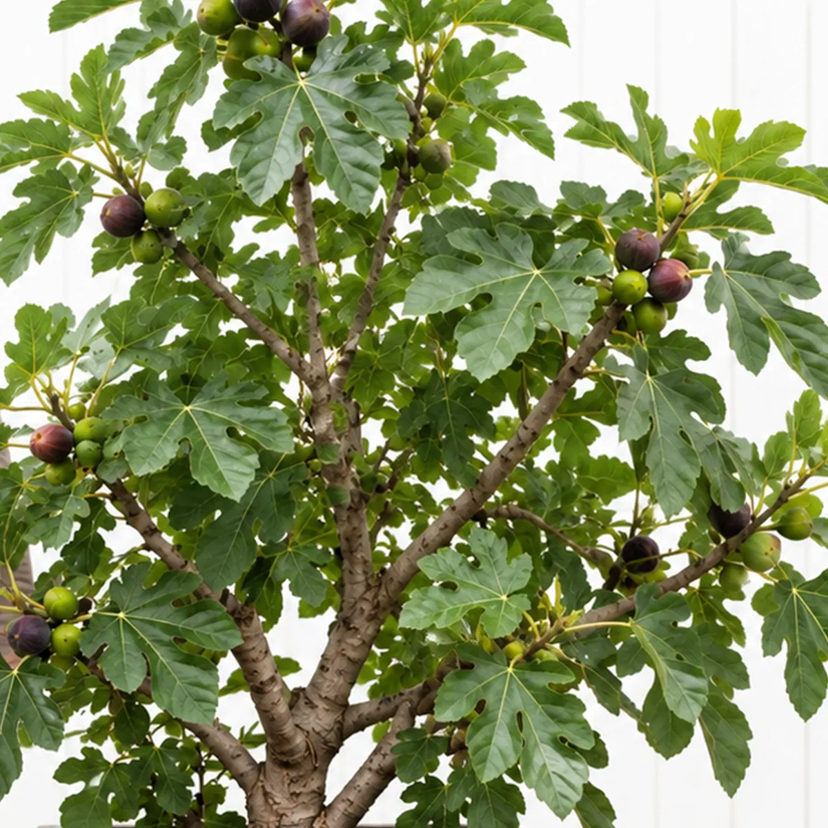 Grote boom in een Upperbloom-plantenbak