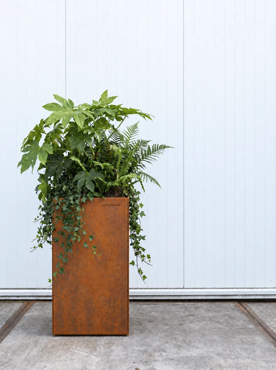 Hoge cortenstalen plantenbak met vingerplant, varen en klimop voor een witte wand