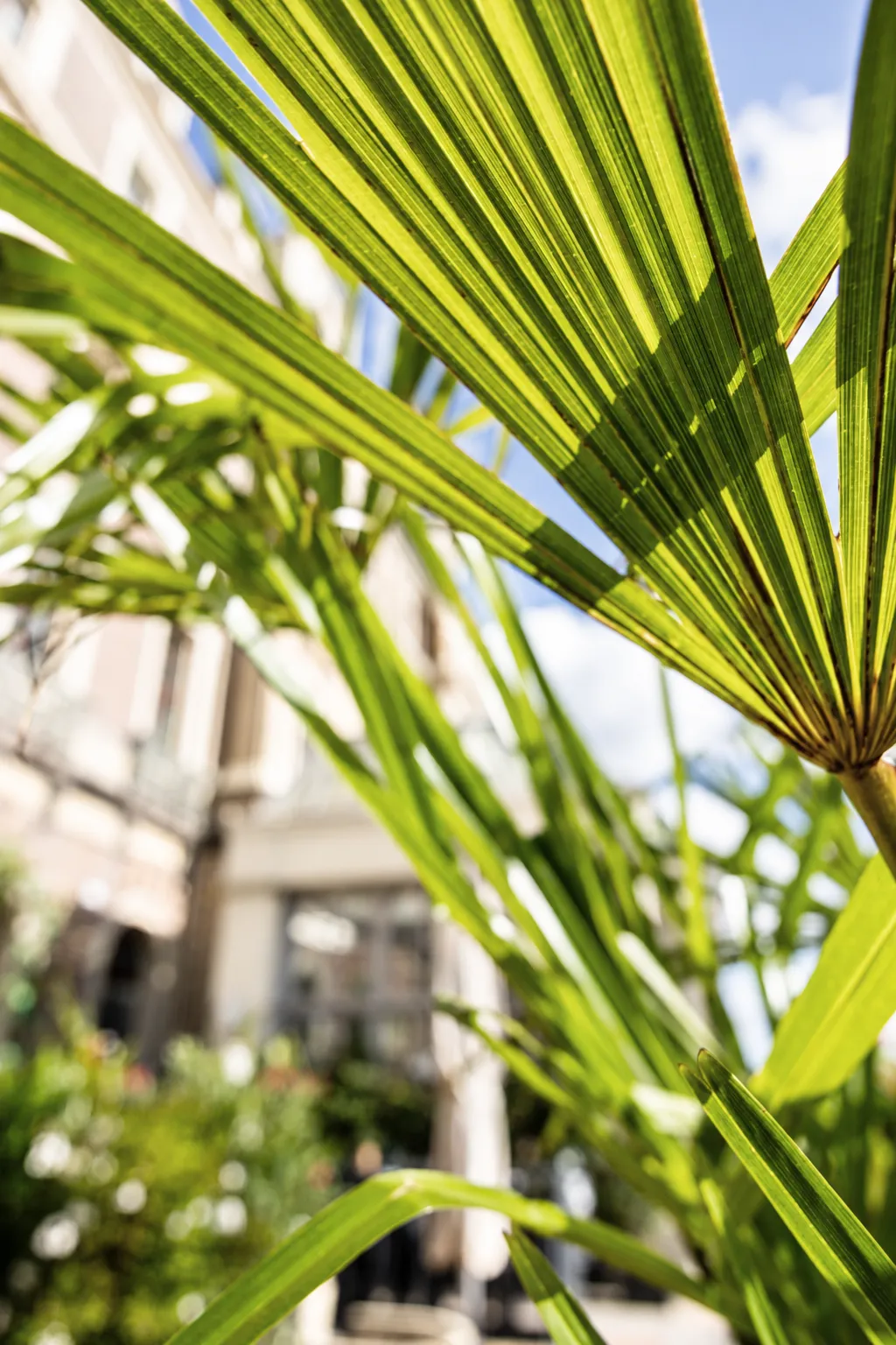 Close-up van een waaierpalm voor de lichte gevel van het Amstel Hotel