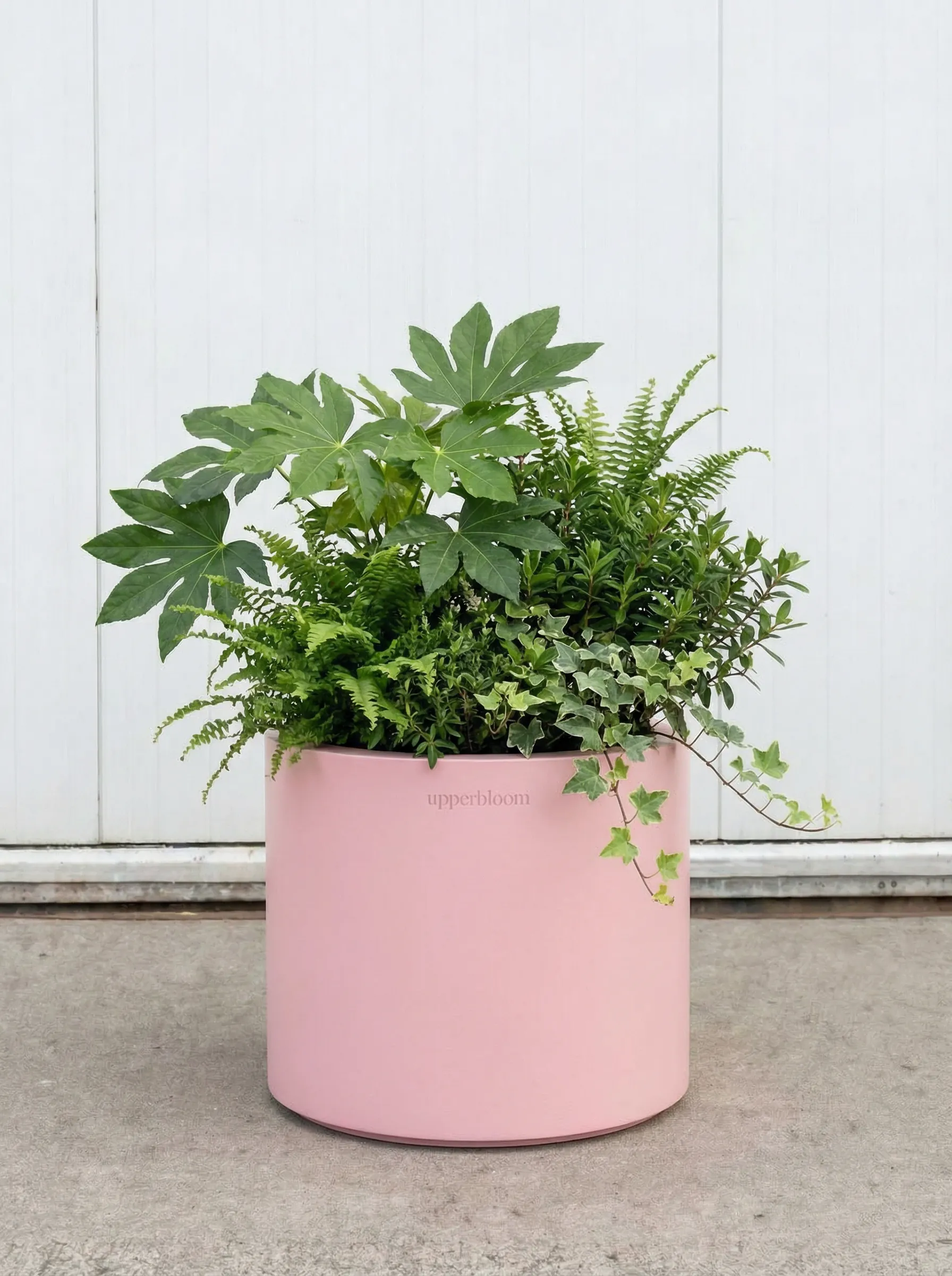 Ronde roze plantenbak met vingerplant, varens en hangende klimop