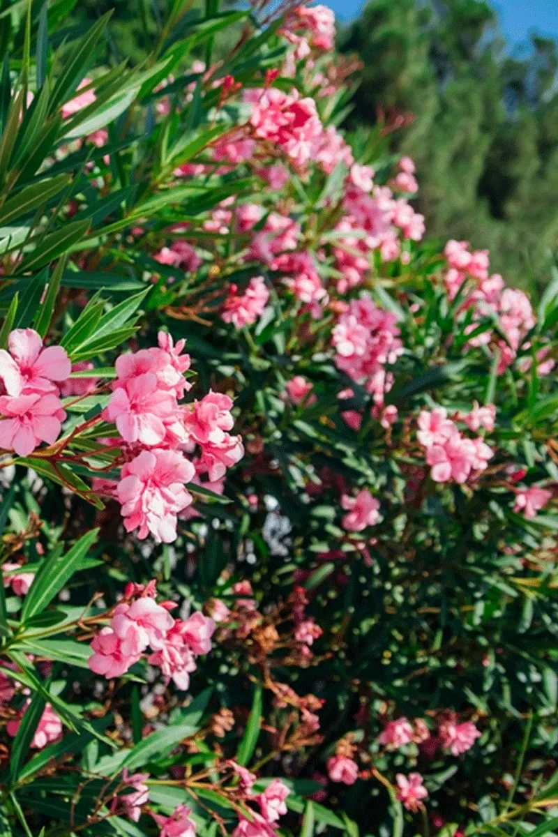 Roze bloeiende oleander met smalle groene bladeren in de zon