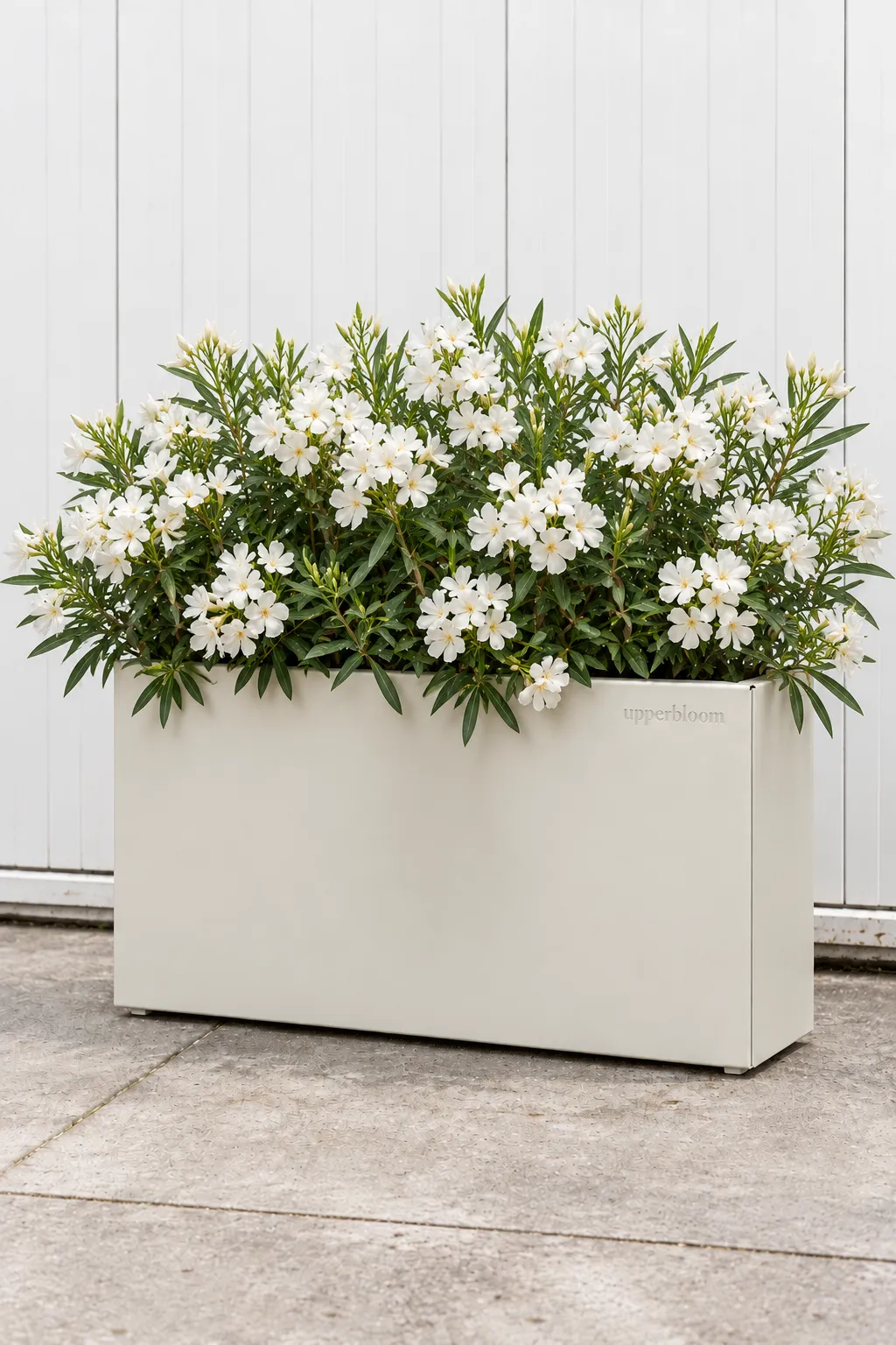 Lichtgrijze rechthoekige plantenbak vol witbloeiende oleander
