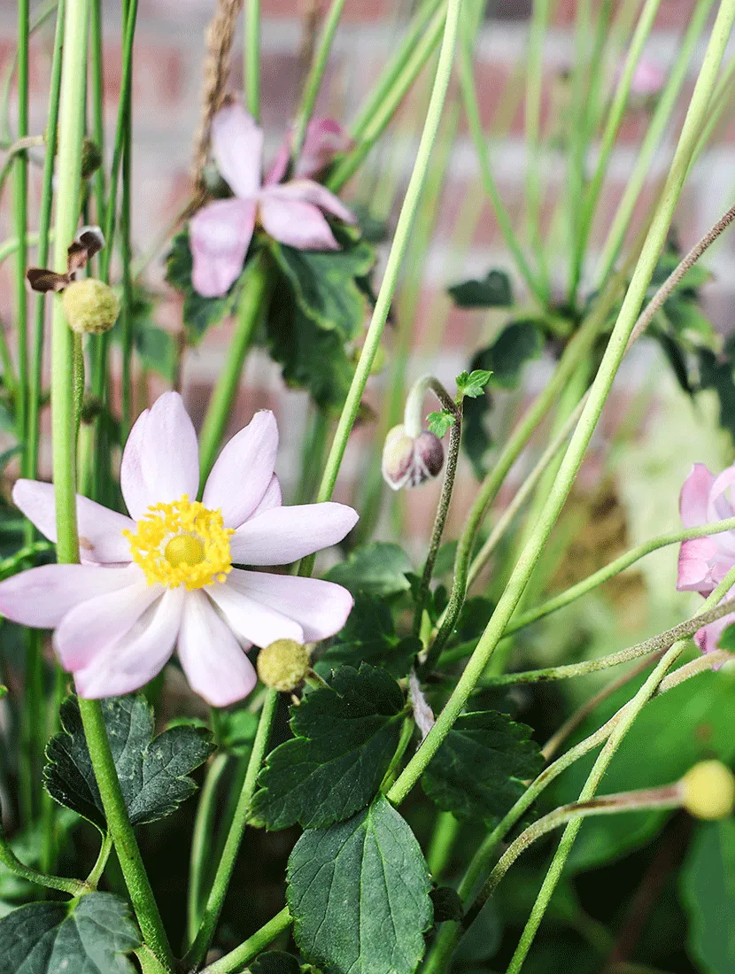 Roze herfstanemoon in bloei voor een bakstenen muur