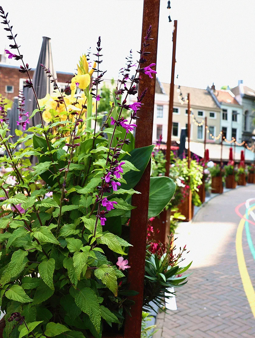 Paarse salvia en gele bloeiers in een cortenstalen bak, met prikverlichting langs de terrassen