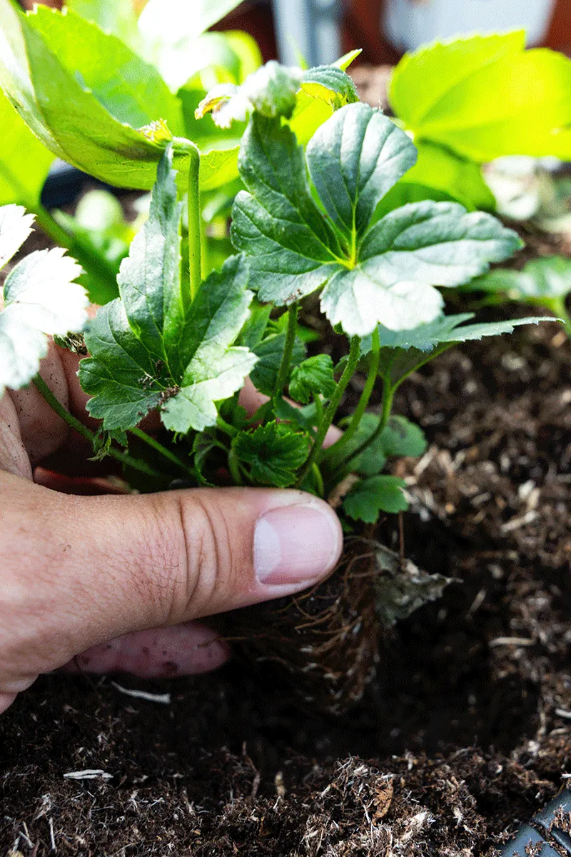 Cilo-plantenbakken van Upperbloom bij Sofitel The Grand