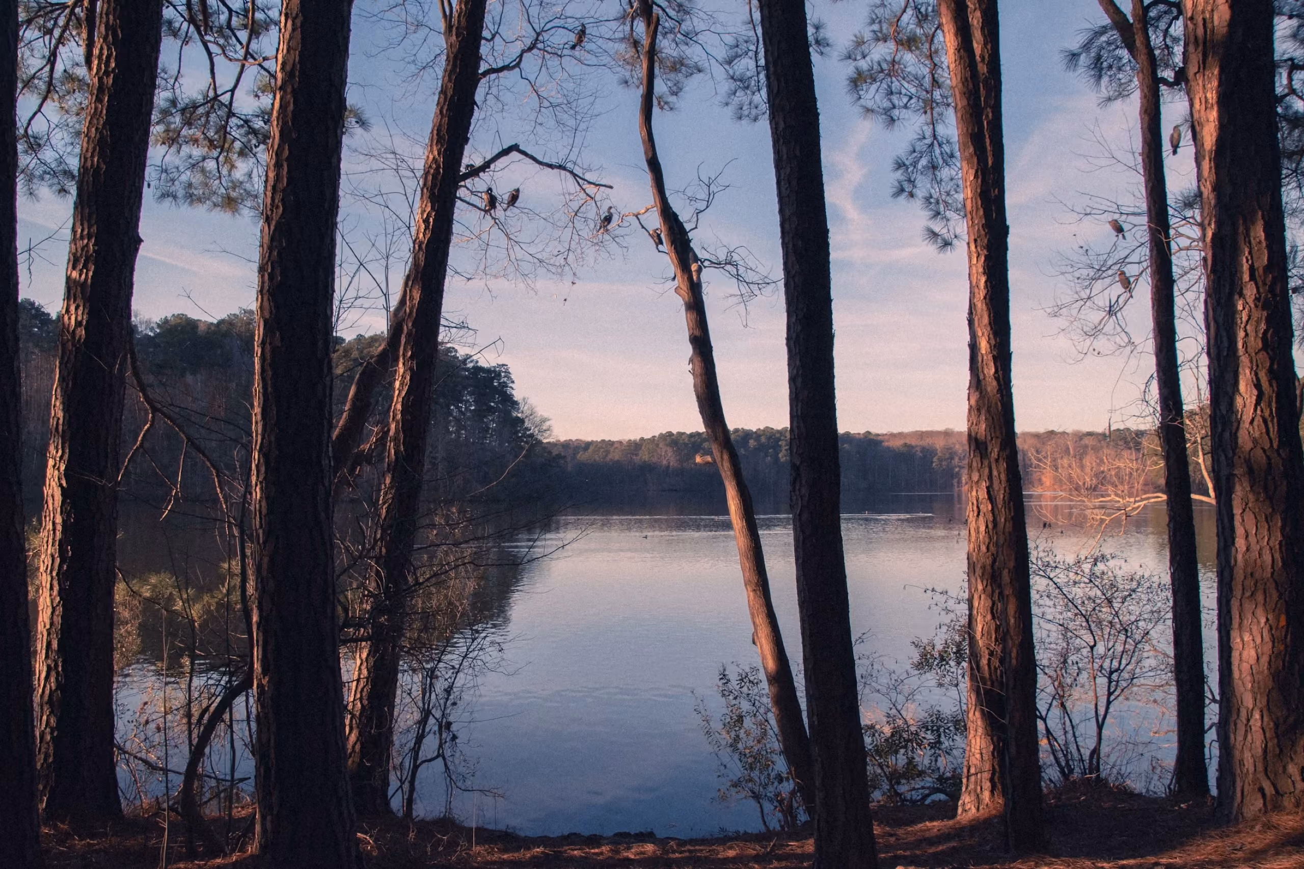 Bare trees at the water's edge at dusk near Minneapolis