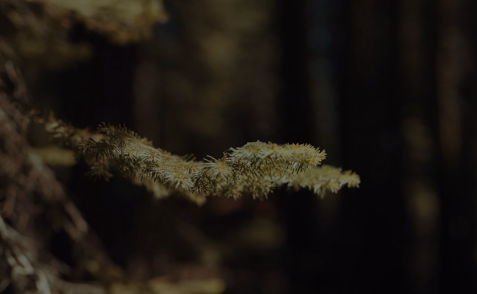 Lichen-covered pine branch against a dark forest background