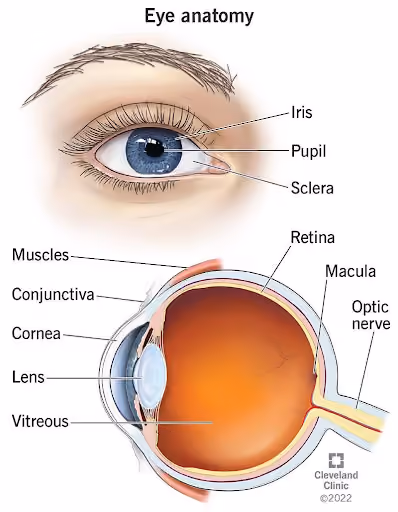 Understanding Common Eye Diseases and Vision Problems
