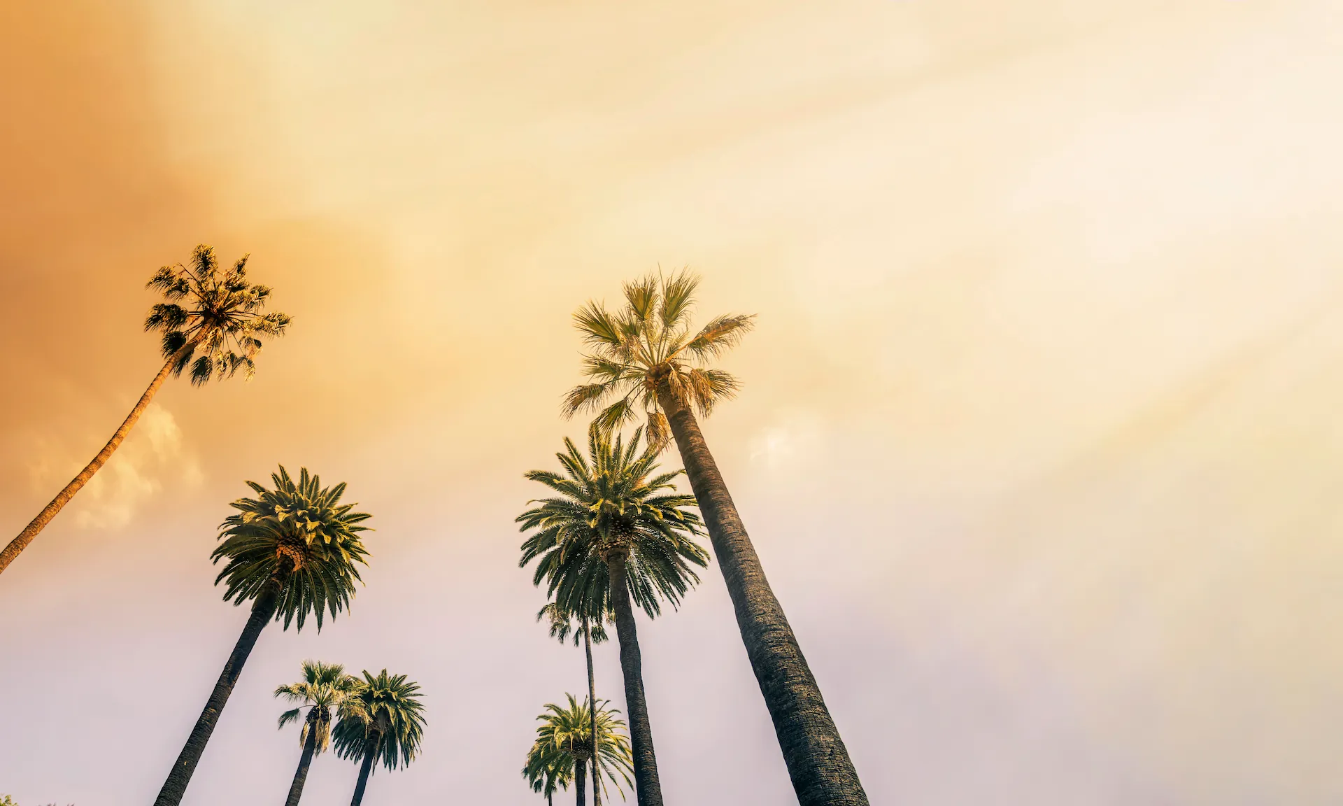 Tall palm trees viewed from below against a warm, yellow-orange sky at sunset.