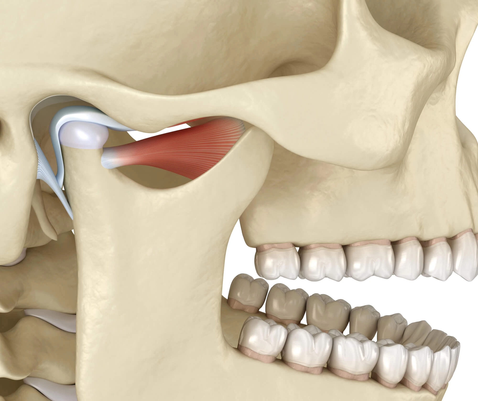 3D rendered side view of a human jaw showing the temporomandibular joint, ligaments, and muscles involved in jaw movement.