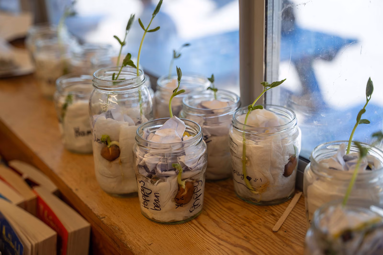 Glass jars on a wooden window sill with sprouted bean seedlings and paper inside each jar.