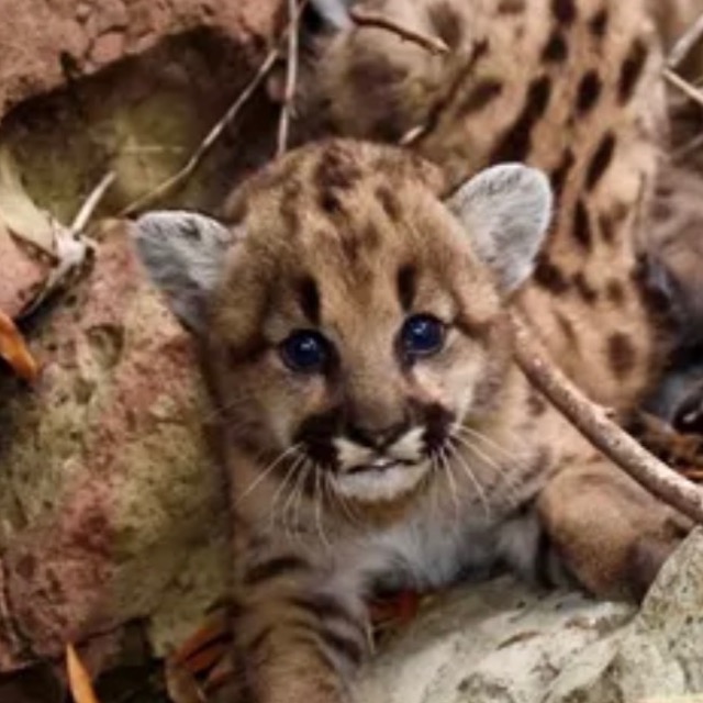 Highlands mountain lion cub emblem