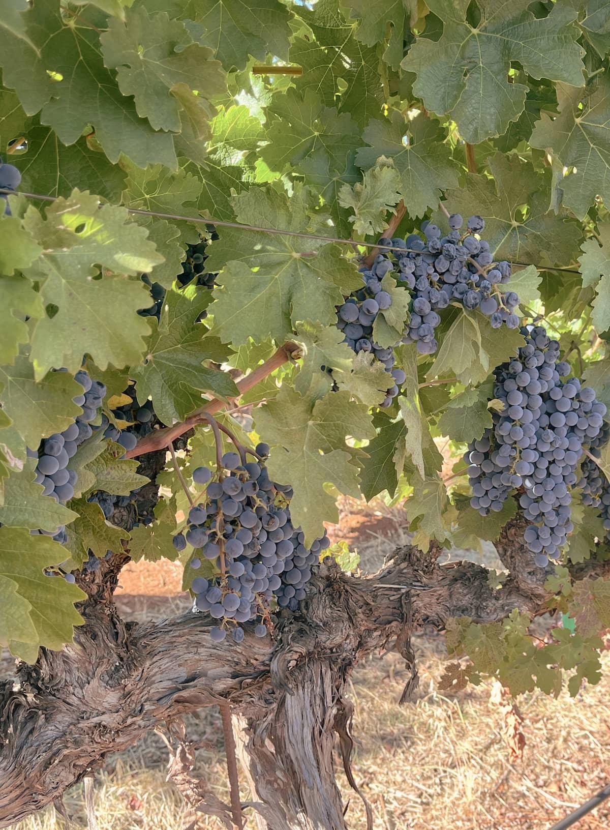 Close up of Terra Bella's cabernet sauvignon grapes
