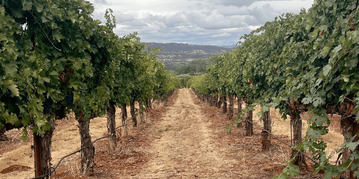 Close up looking down a row of Terra Bella vineyard vines