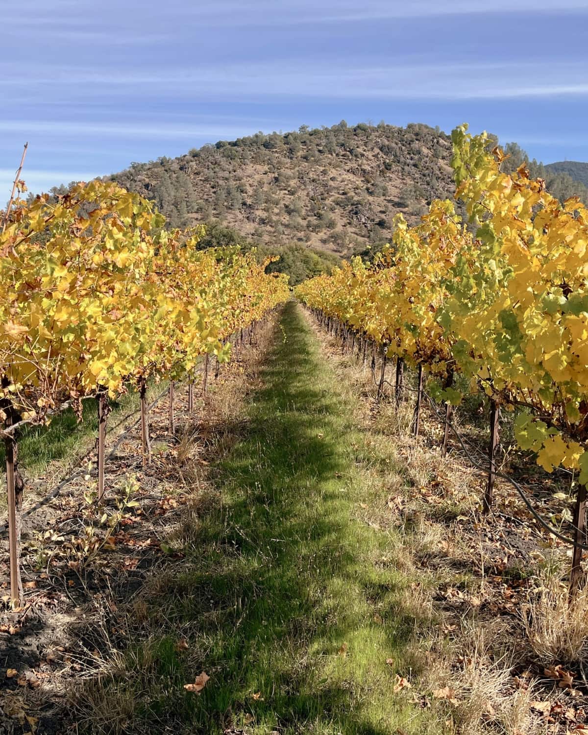Soda Bay vineyards in the fall with a mountain behind