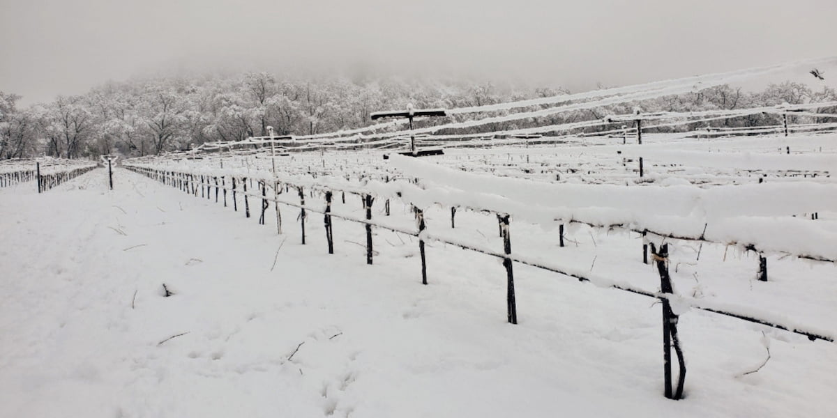 Fischer Vineyards covered in snow during the winter