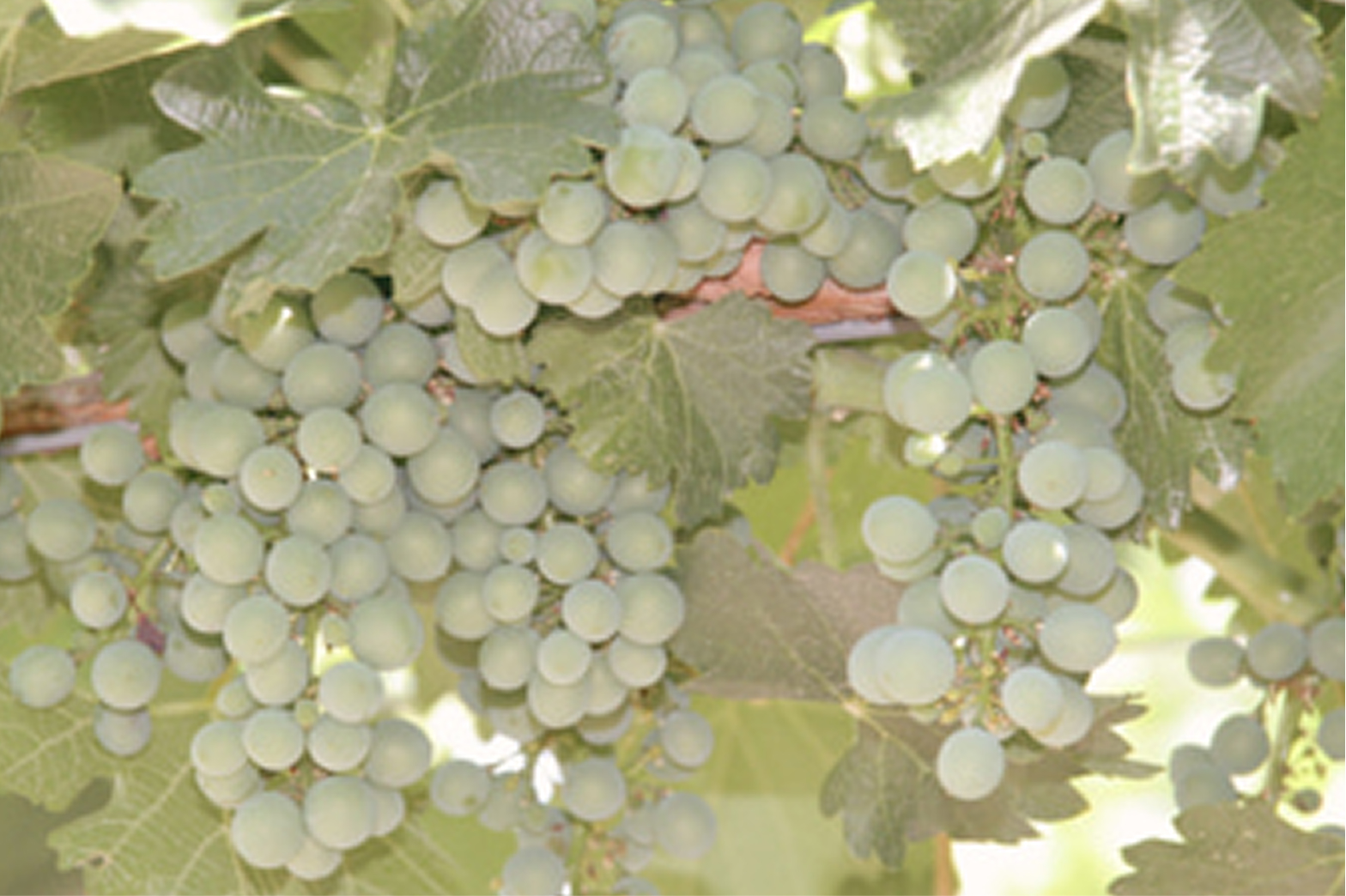 Close up of sauvignon blanc grapes from Soda Bay vineyard