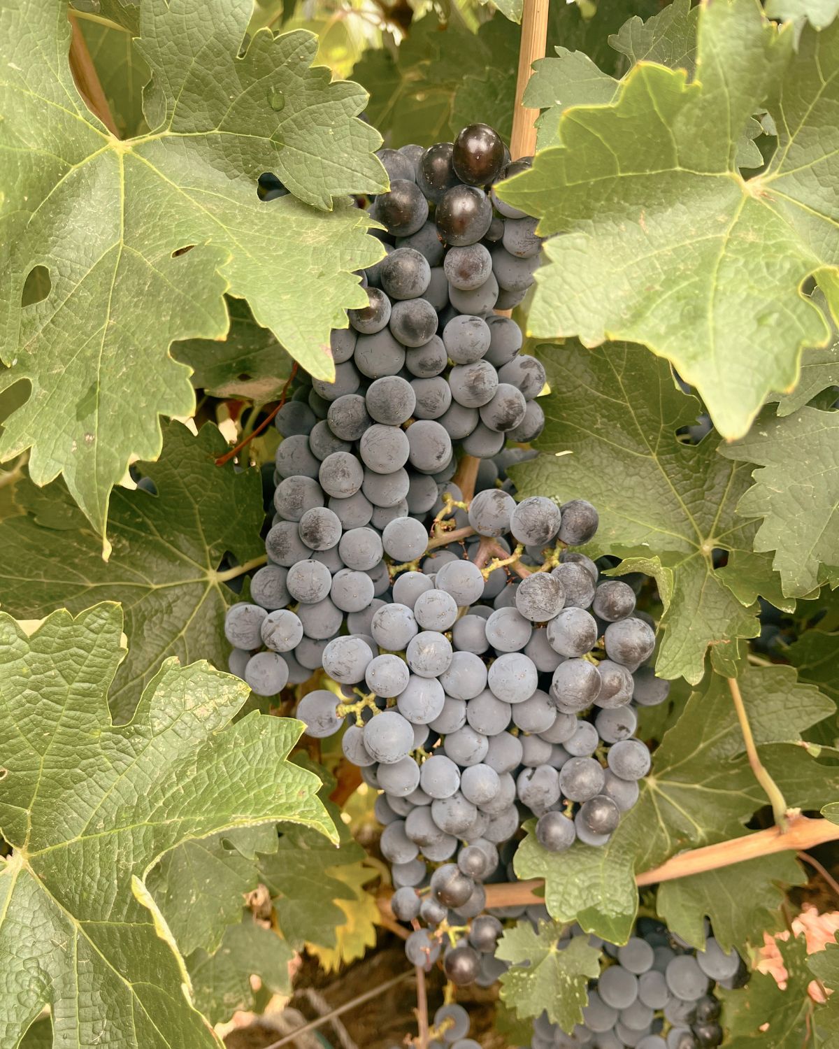 Close up of cabernet sauvignon grapes from Terra Bella vineyard