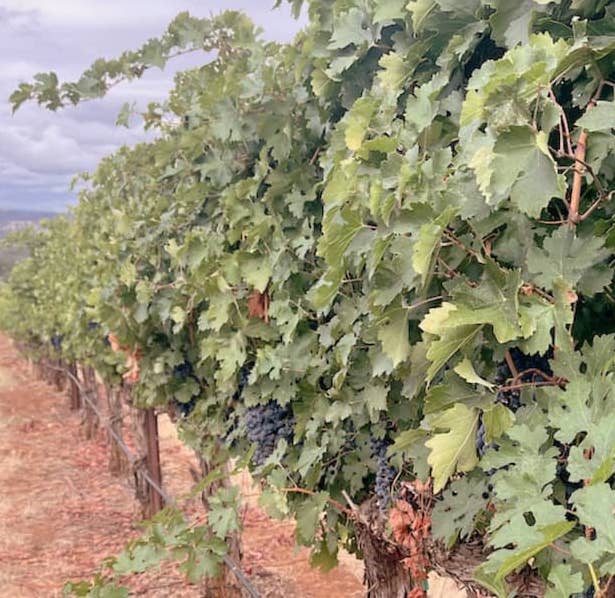 Close up of Terra Bella vineyard vines