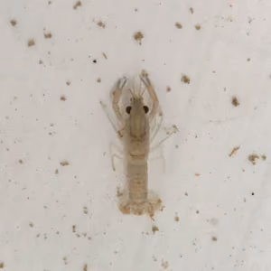 Juvenile Redclaw Crayfish