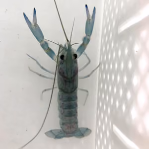 Juvenile Redclaw Crayfish