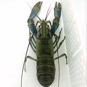Redclaw Crayfish