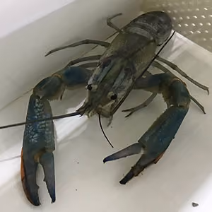 Redclaw Crayfish