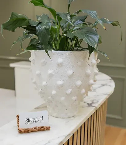 Peace lily and Ridgefield Orthodontics card on the marble front desk