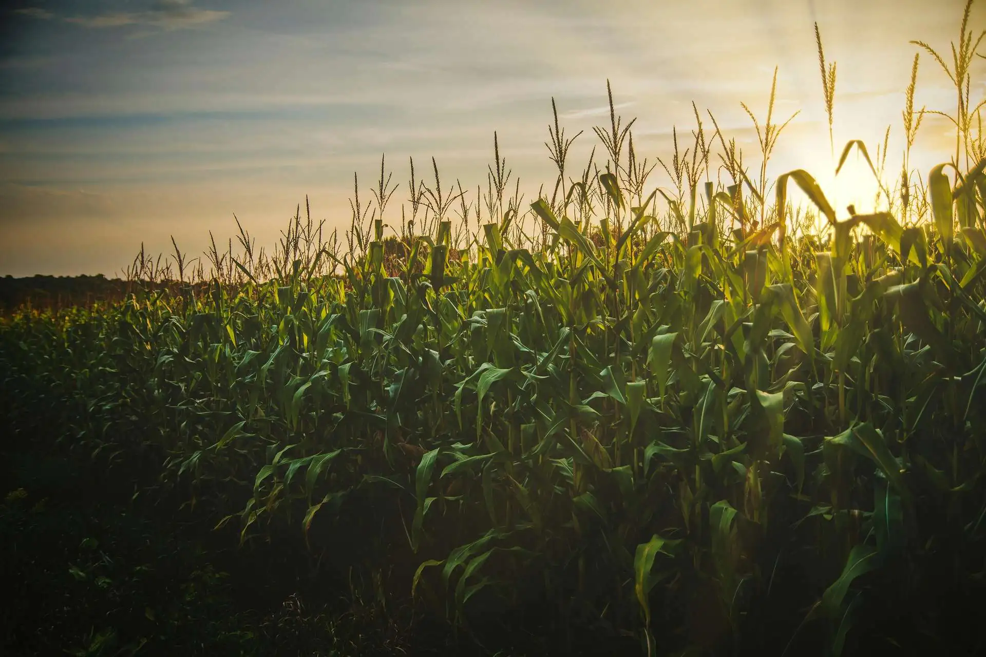 Cornfield at sunset with tall green stalks and golden sky