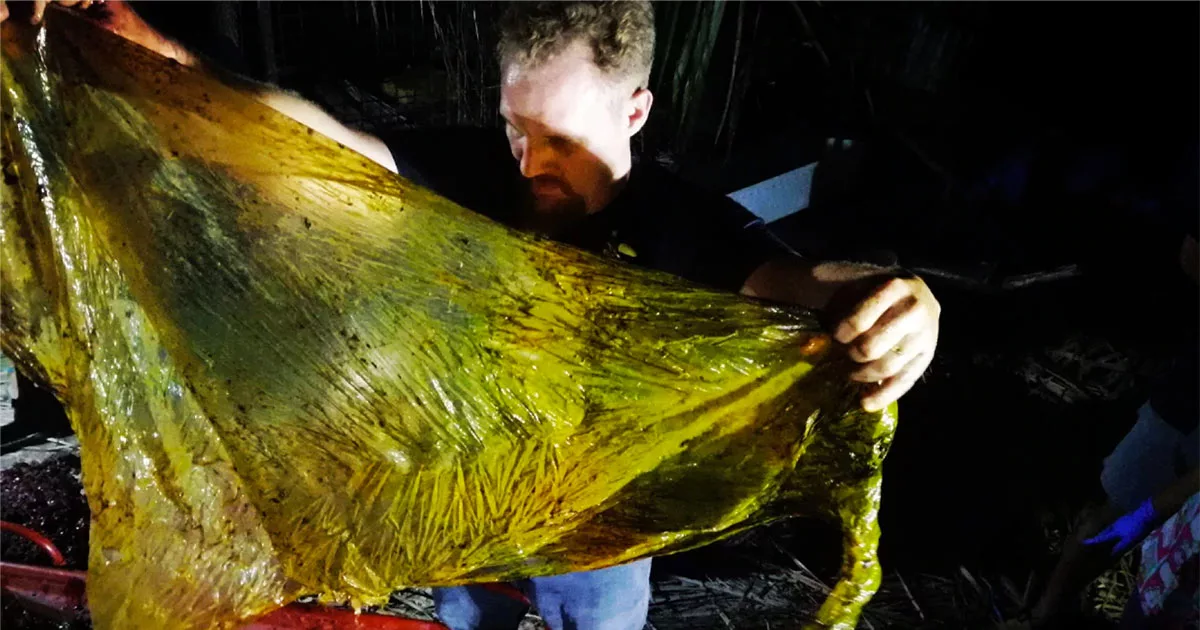 Man holding a large piece of seaweed