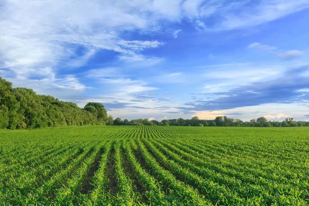 Lush green field with neat crop rows under a clear blue sky