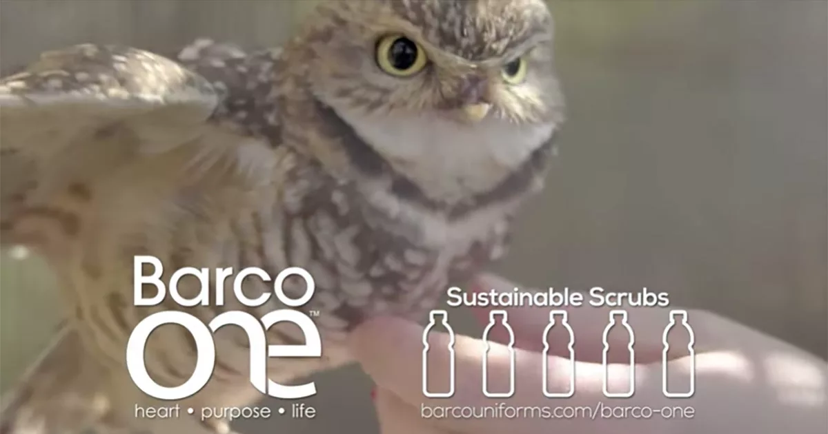 Cute owl perched on hand