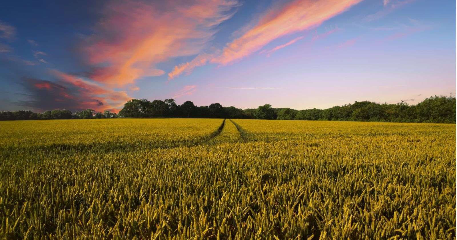 Golden wheat field under vibrant sunset sky with pink clouds and distant green trees.