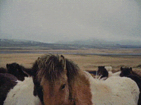 Anthropic, Short Documentary, Title: ÞETTA REDDAST, Director: Gar O'Rourke