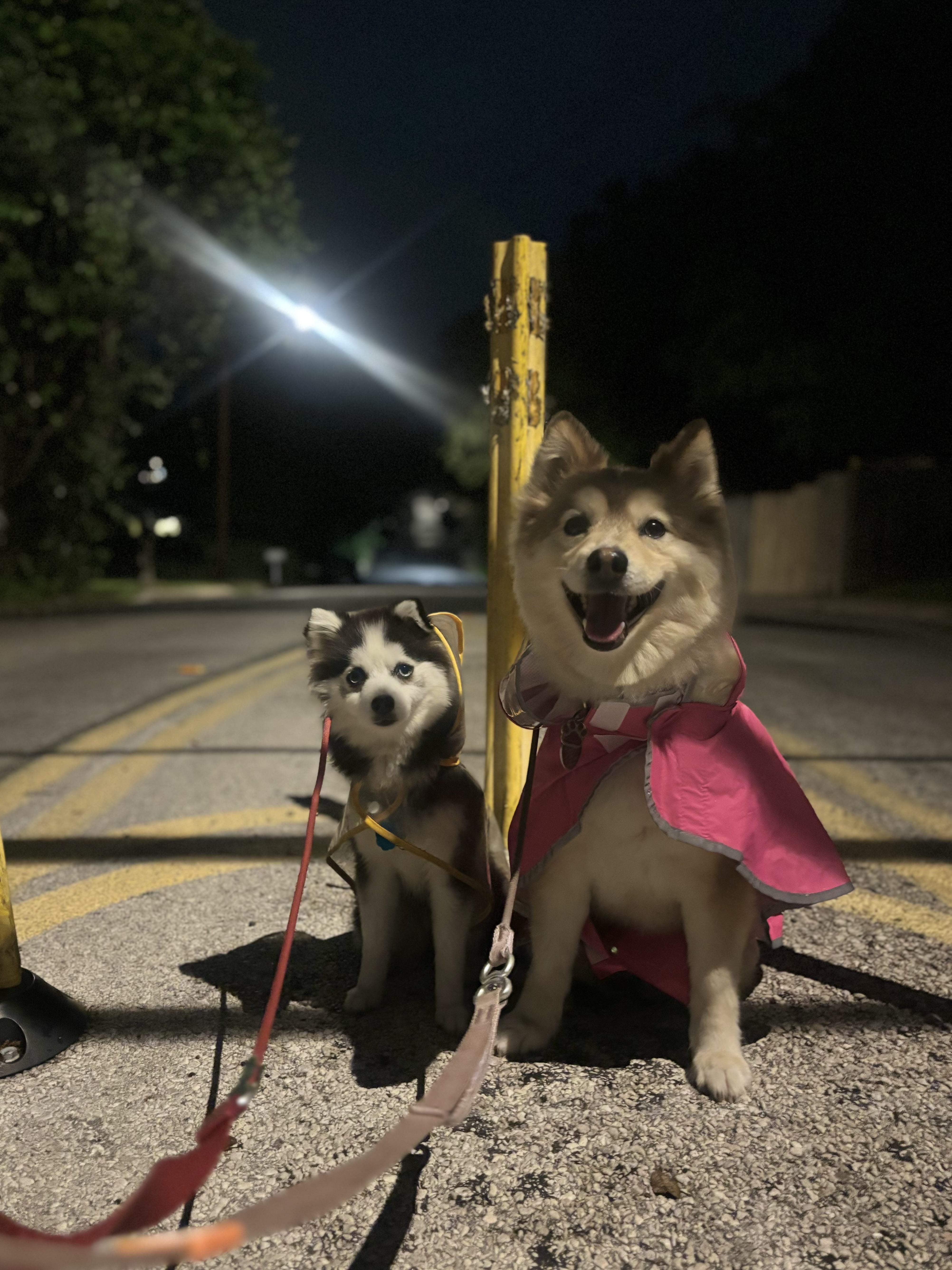Pup Meetup & Bark Market