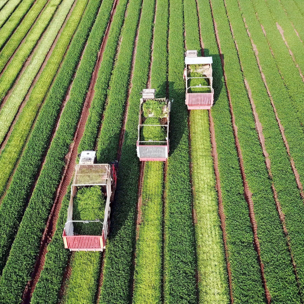 Agriculture case study image placeholder