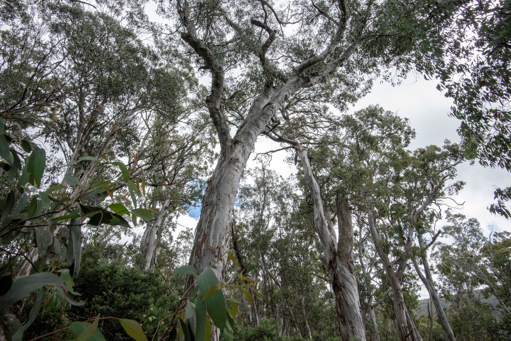 Victorian Forest
