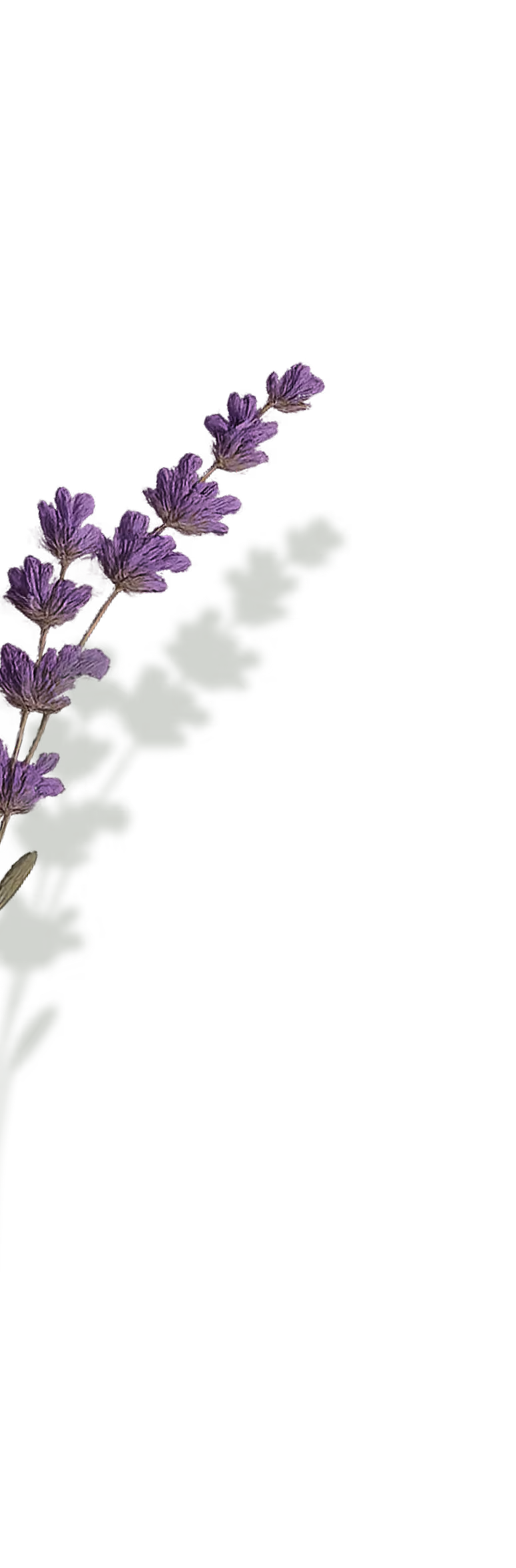 Decorative lavender illustration, left side of testimonials