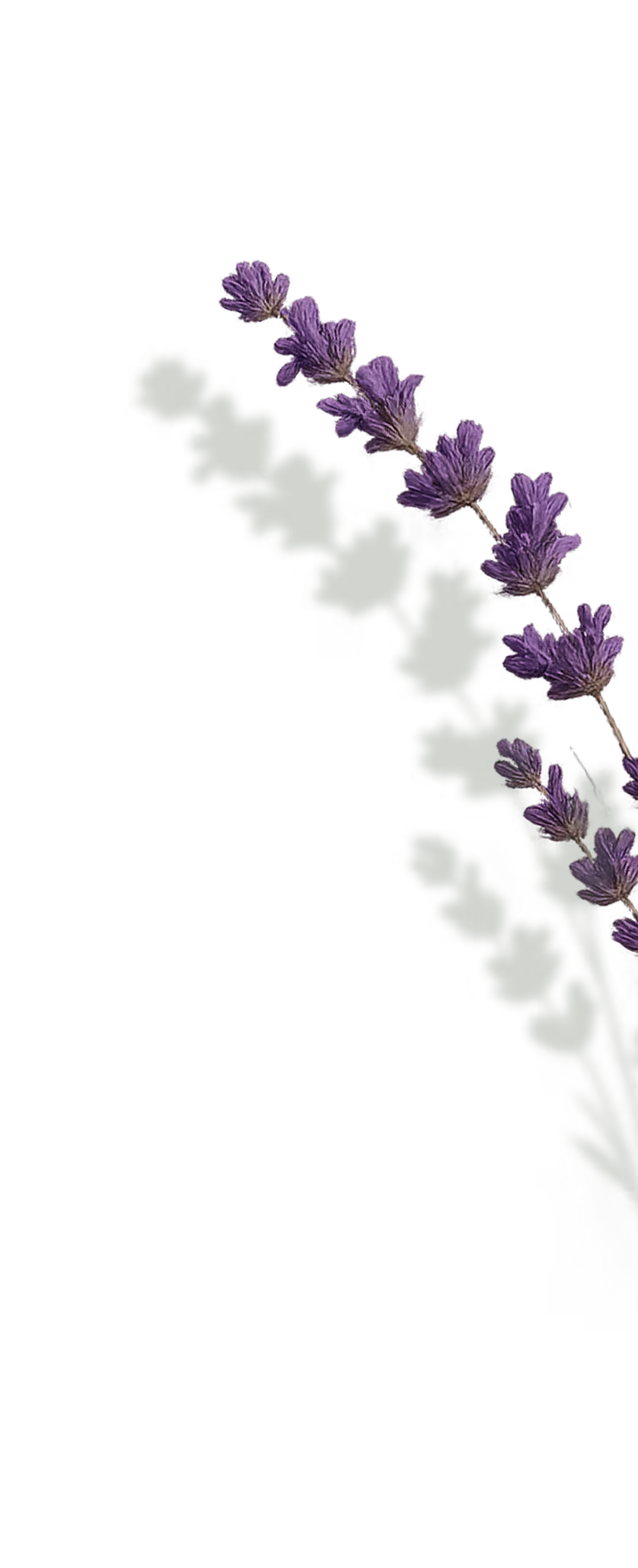 Decorative lavender graphic