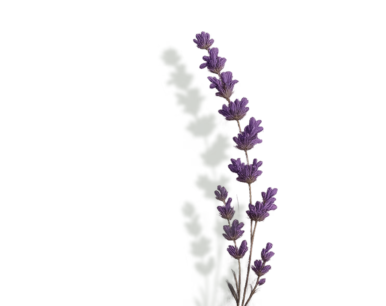 Decorative lavender graphic
