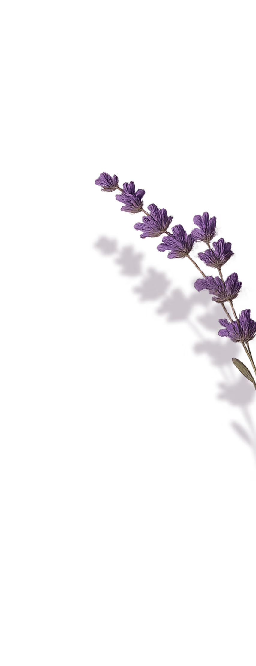 Lavender illustration for the Connect section