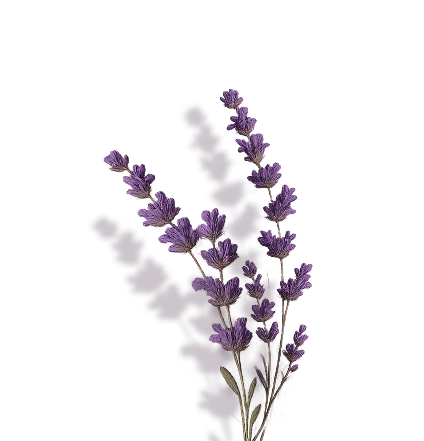 Lavender illustration for ritual pages