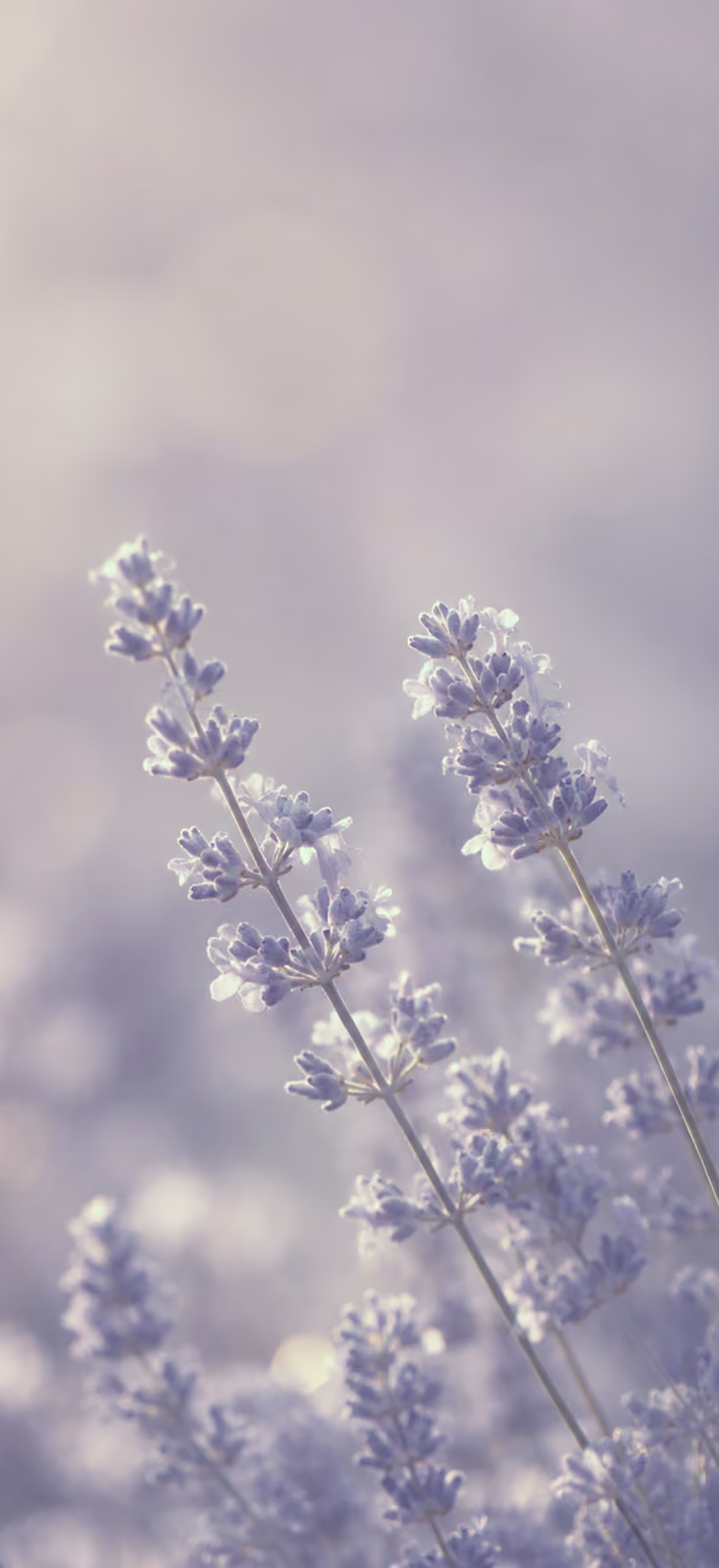 Lavender flowers representing Soul Spa rituals