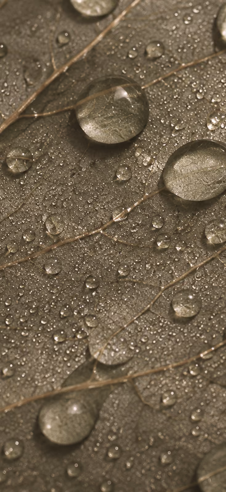 Dew-covered leaf representing meditation