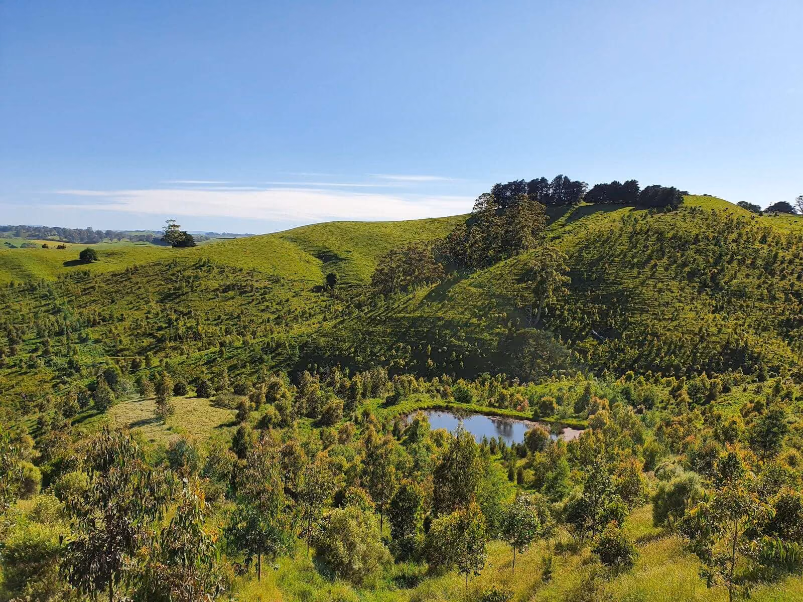 Green rolling hills with many young trees and a small pond under a clear blue sky.