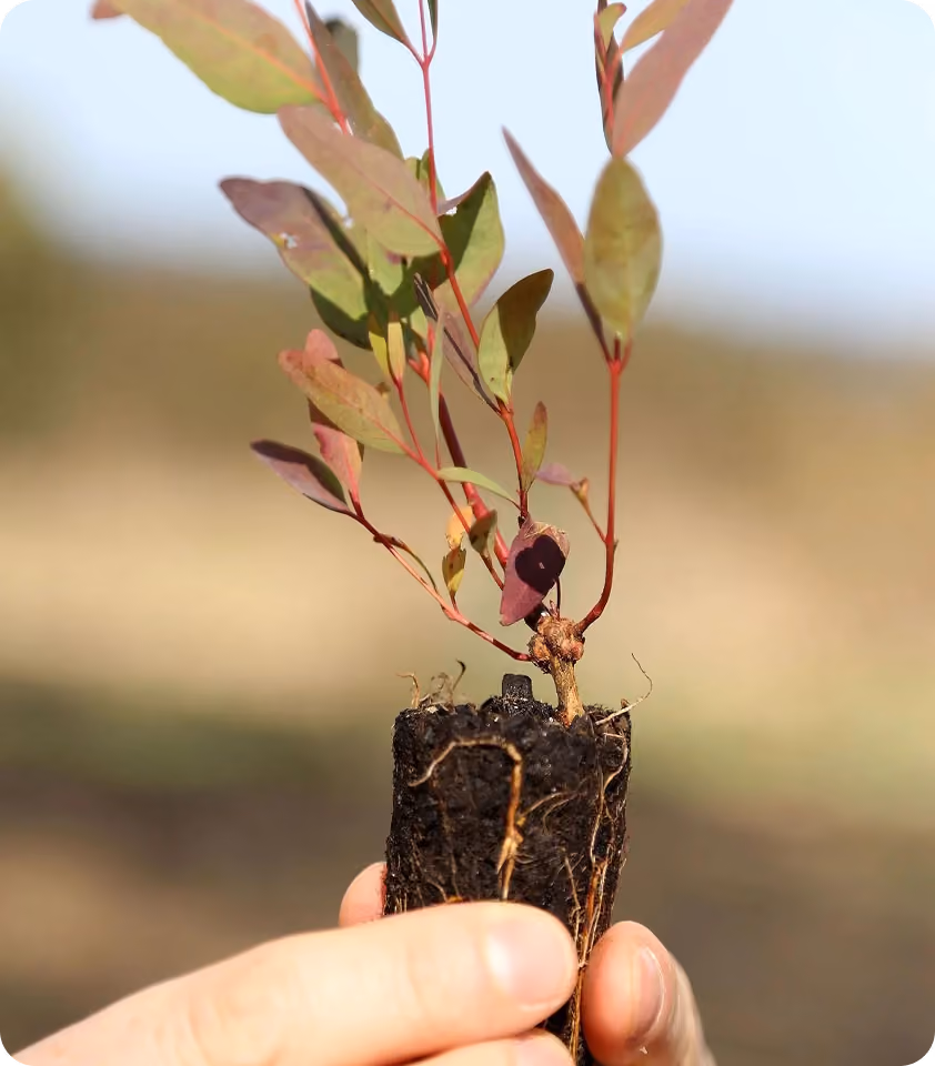 Hand holding a small seedling with exposed roots and greenish-red leaves against a blurred background.